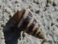 Cochlicella&nbsp;barbara